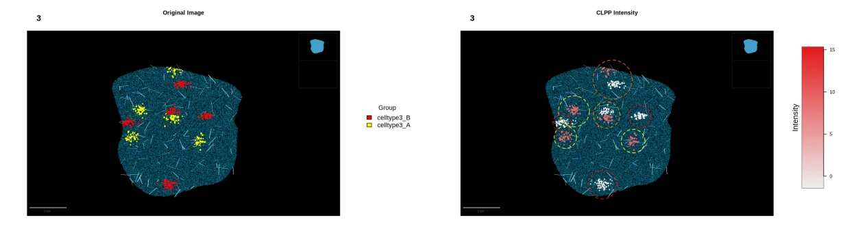左图为原始组织图像及 celltype3 的 A/B 区域标记;右图按原坐标回填 CLPP 的区域组平均丰度,同组区域使用相同颜色。