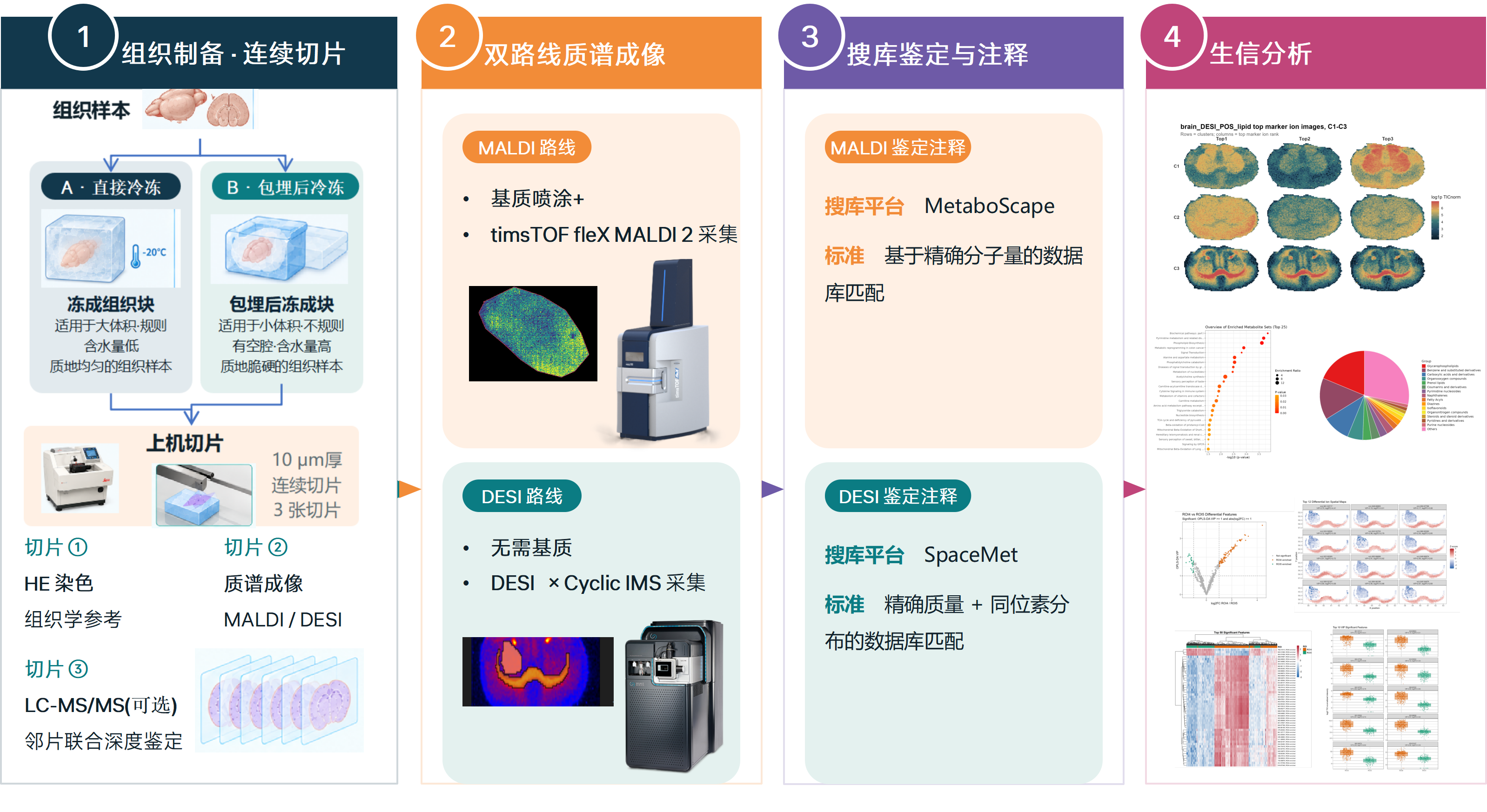 空间代谢组样本制备、MALDI/DESI 采集与分析流程