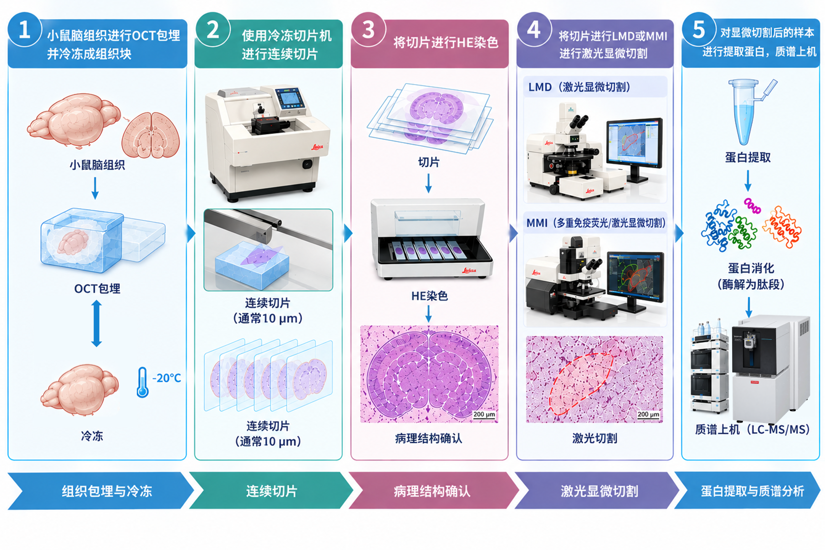 组织评估、切片染色、显微切割、前处理、质谱和分析流程