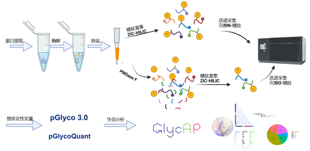 完整N/O-糖肽组技术方案资料图 4